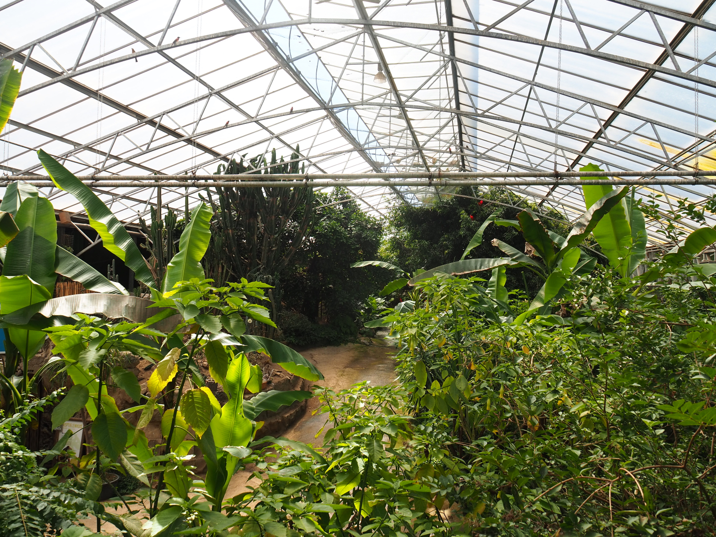 View in tropical hall, 2020-06-20