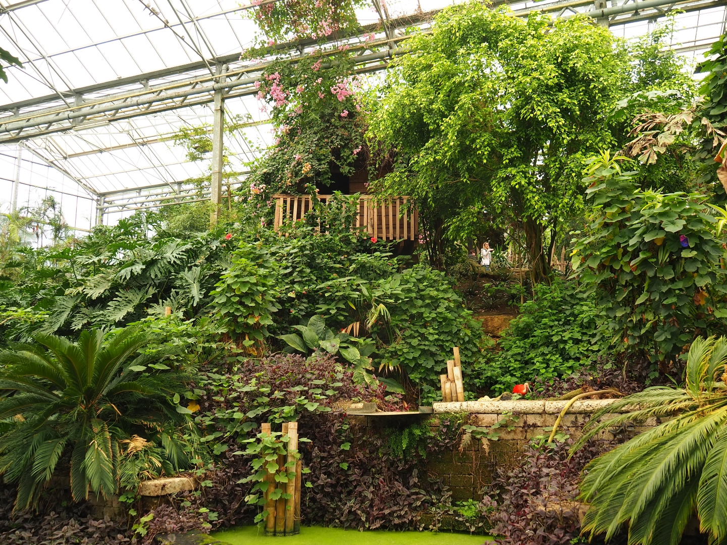 View in Tropical hall (Aug 28th, 2018)