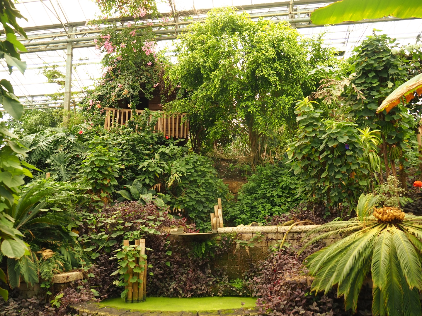 View in Tropical hall (Aug 28th, 2018)