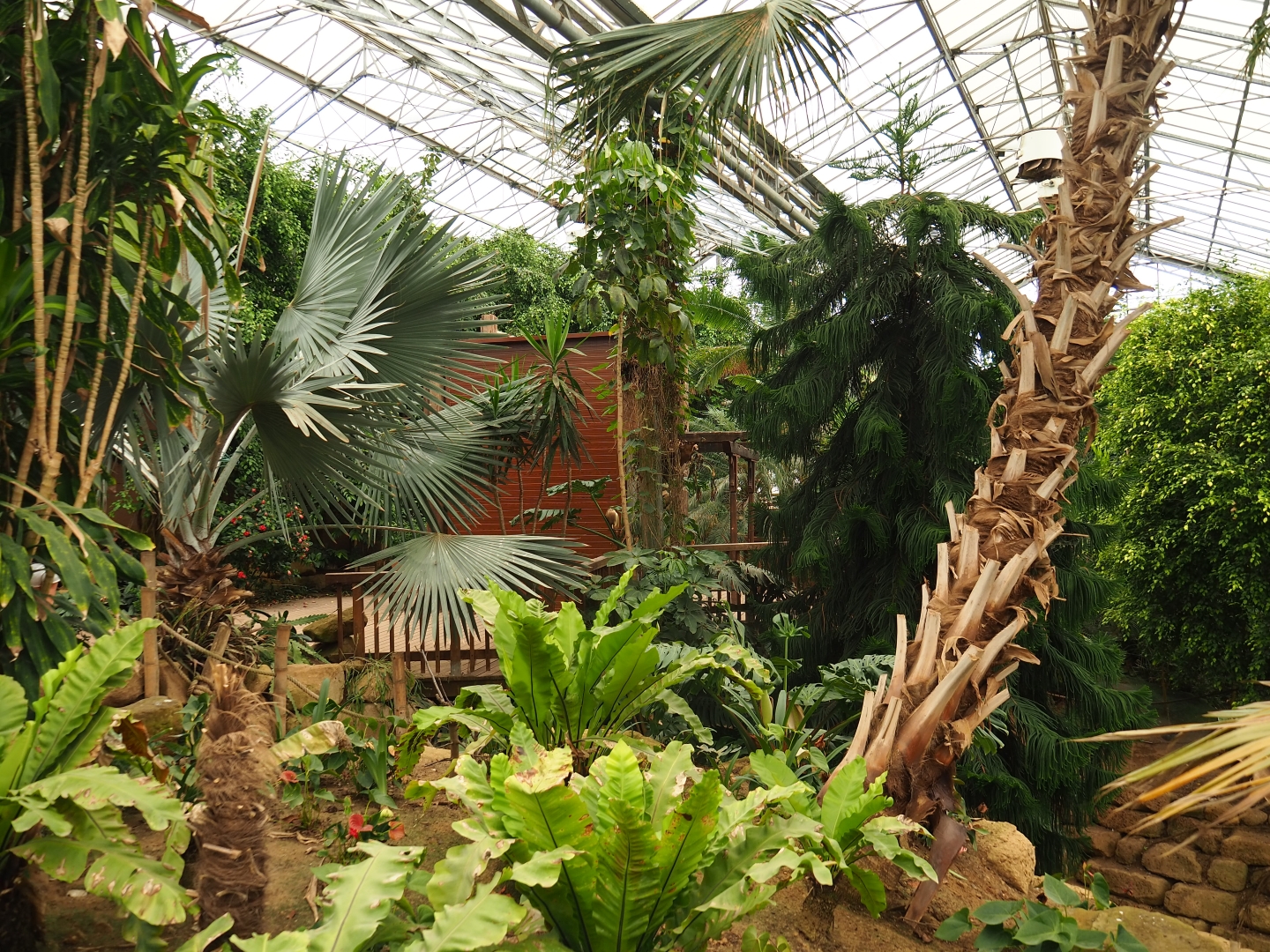 View in Tropical hall towards elevator shack (Aug 28th, 2018)