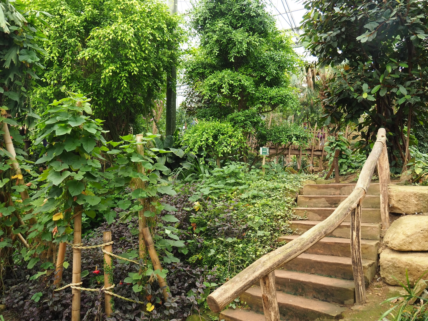View in Tropical hall with stairway (Aug 28th, 2018)