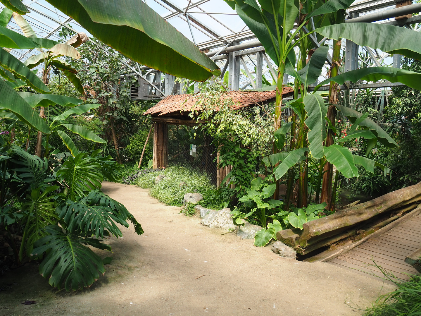View in tropical house with grey-headed purple swamphen aviary and bridge over nutria exhibit, 2019-08-04