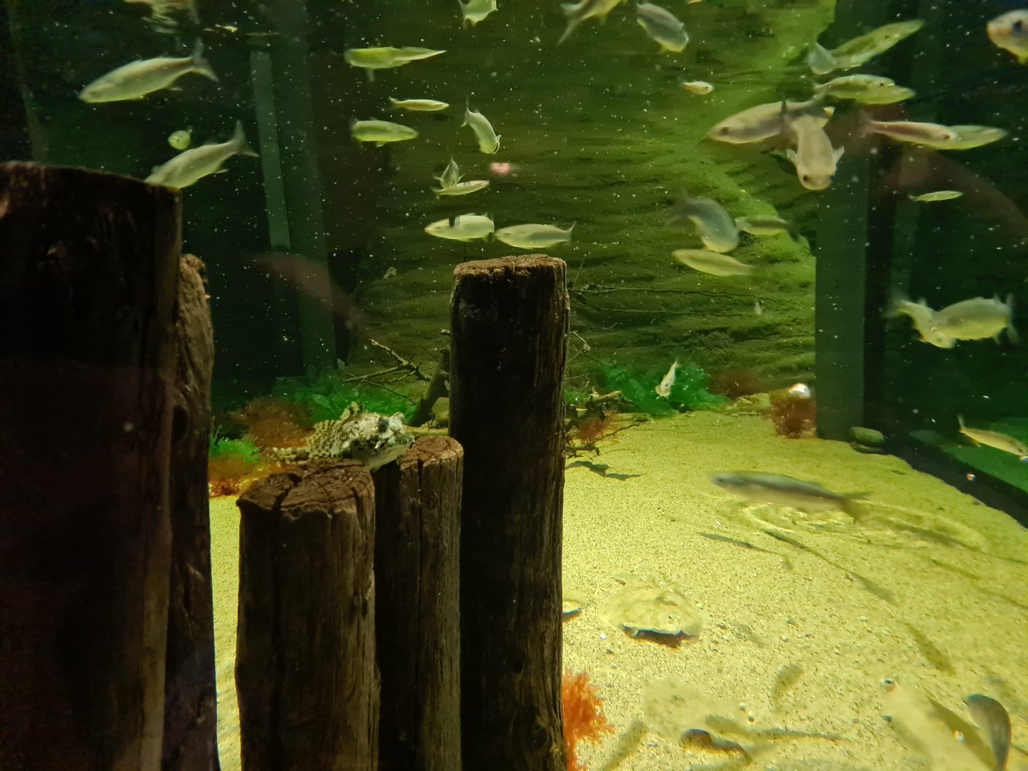 View in Wadden tank