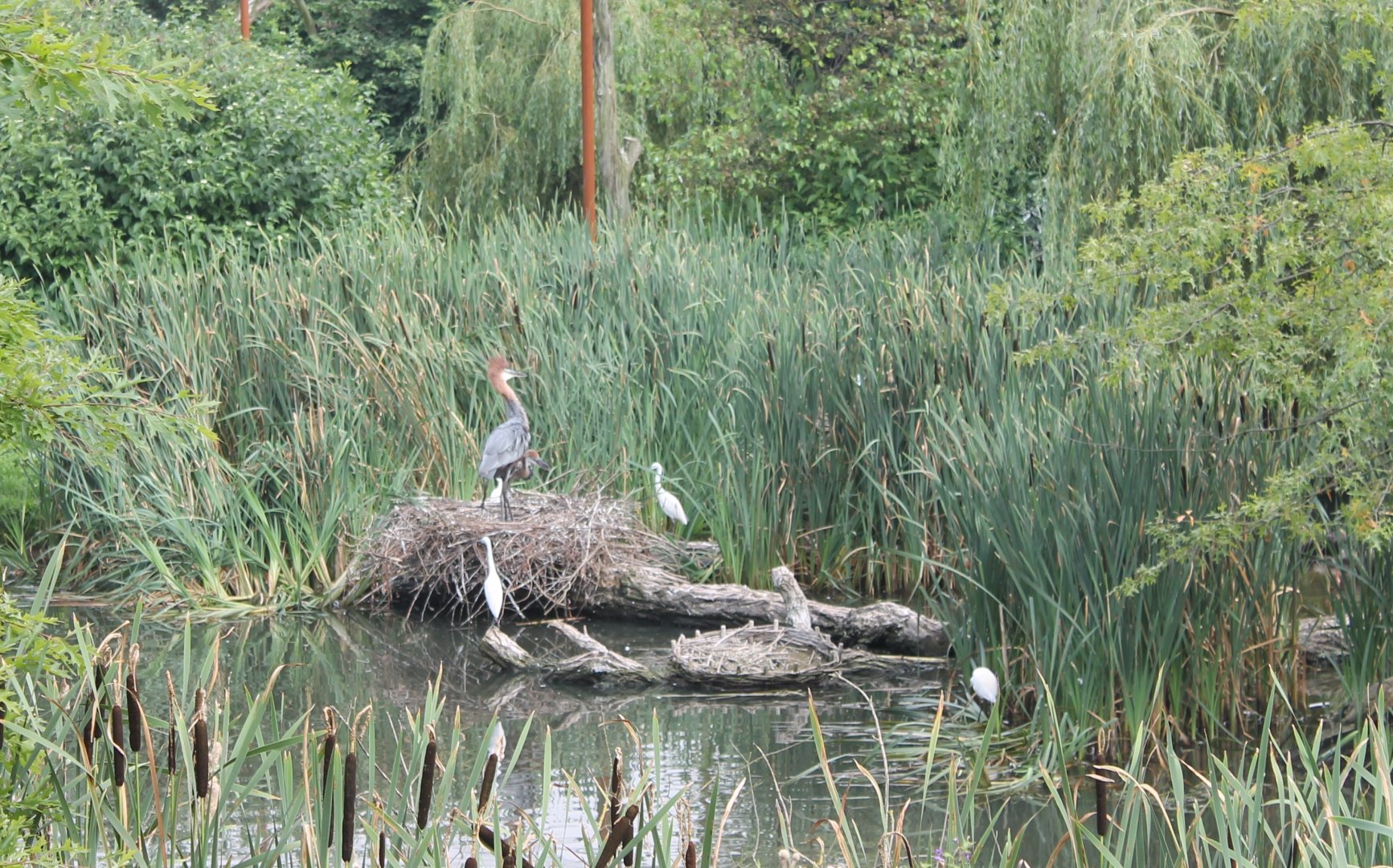 View in Wader-aviary