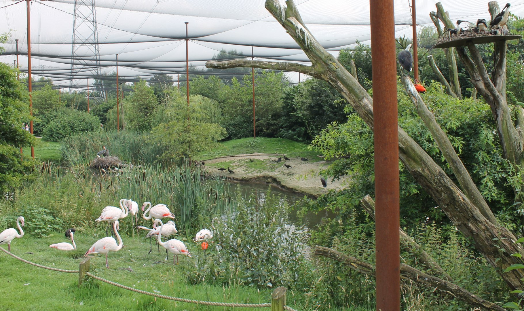 View in Wader-aviary