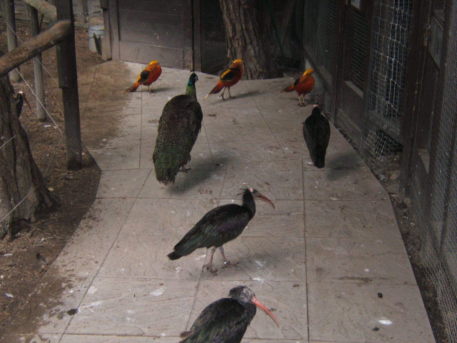 View in walk through Bird Aviary