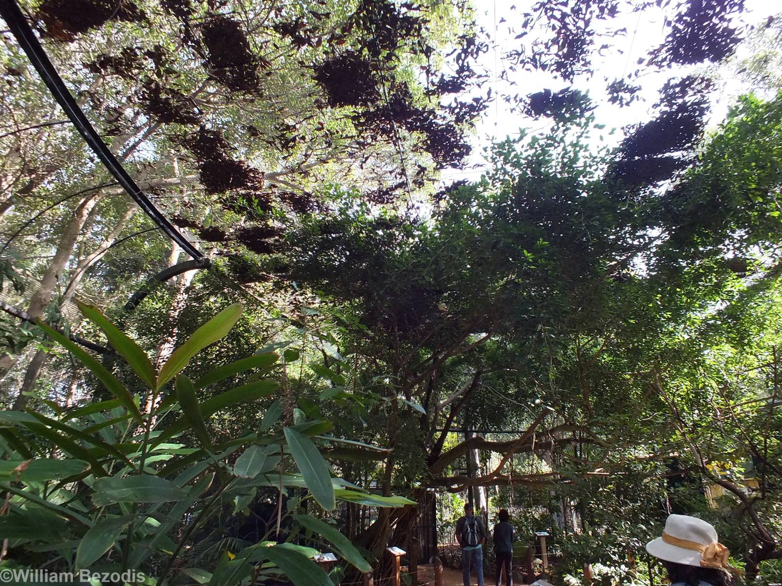 View in Walkthrough Aviary
