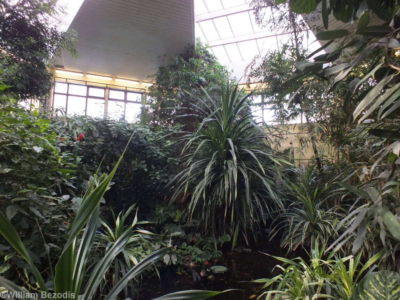 View in Walkthrough Tropical Aviary