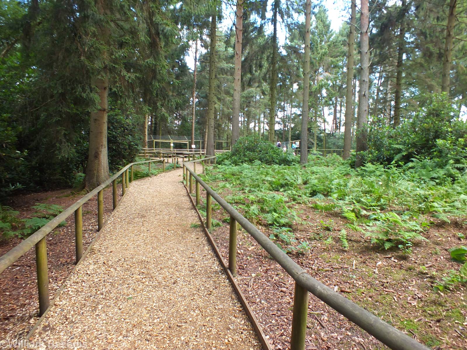 View in Woodland Area