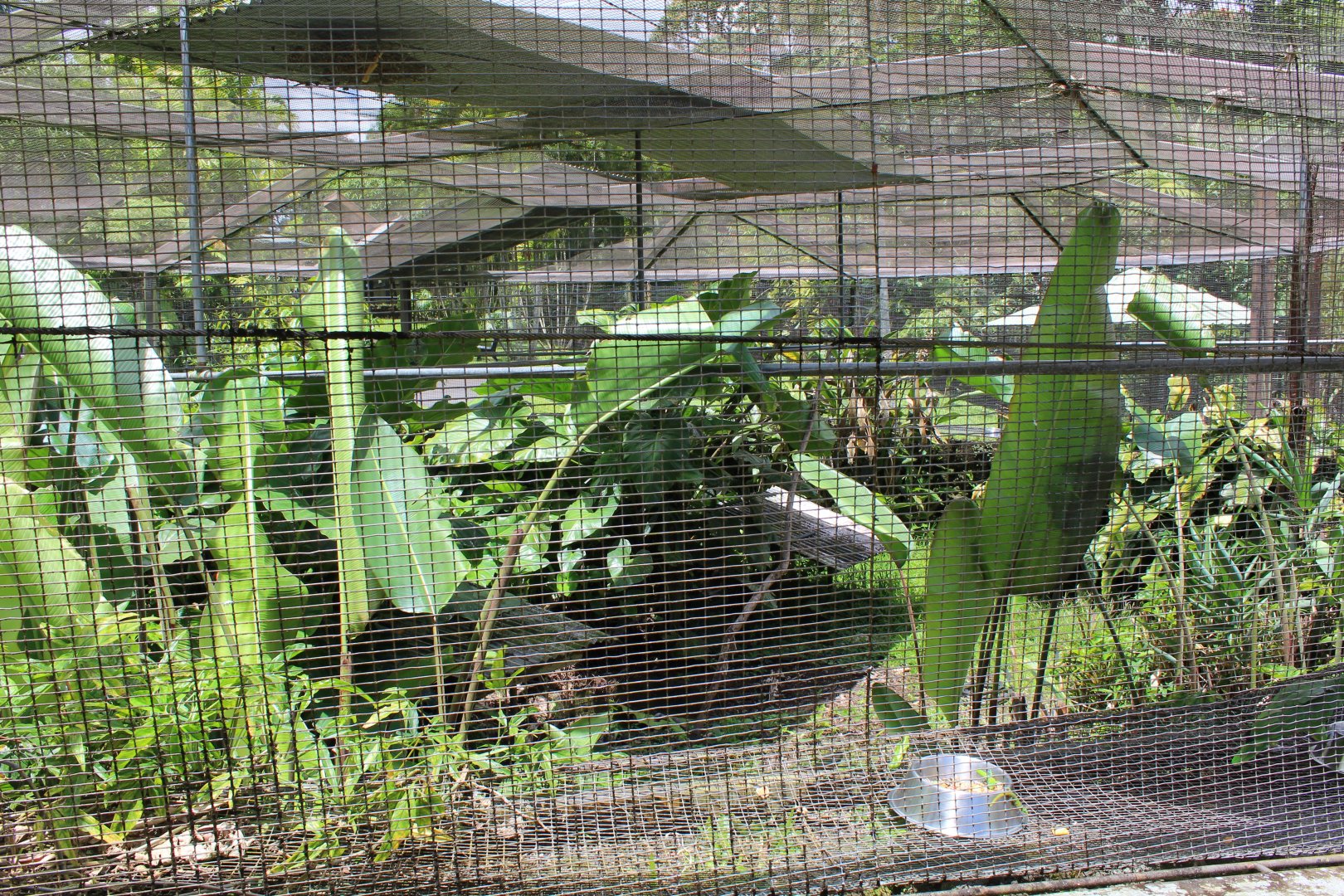 View Inside Amazon Parrot Exhibit