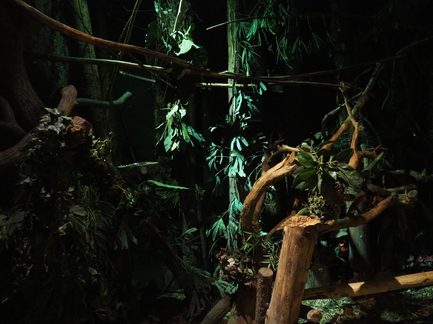 View inside "De Nacht" nocturnal house