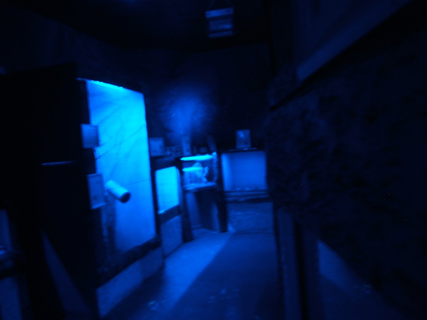 View inside Egyptian Fruit bat exhibit showing other exhibits