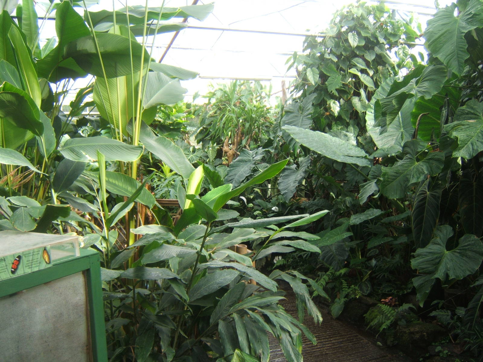 View inside first greenhouse