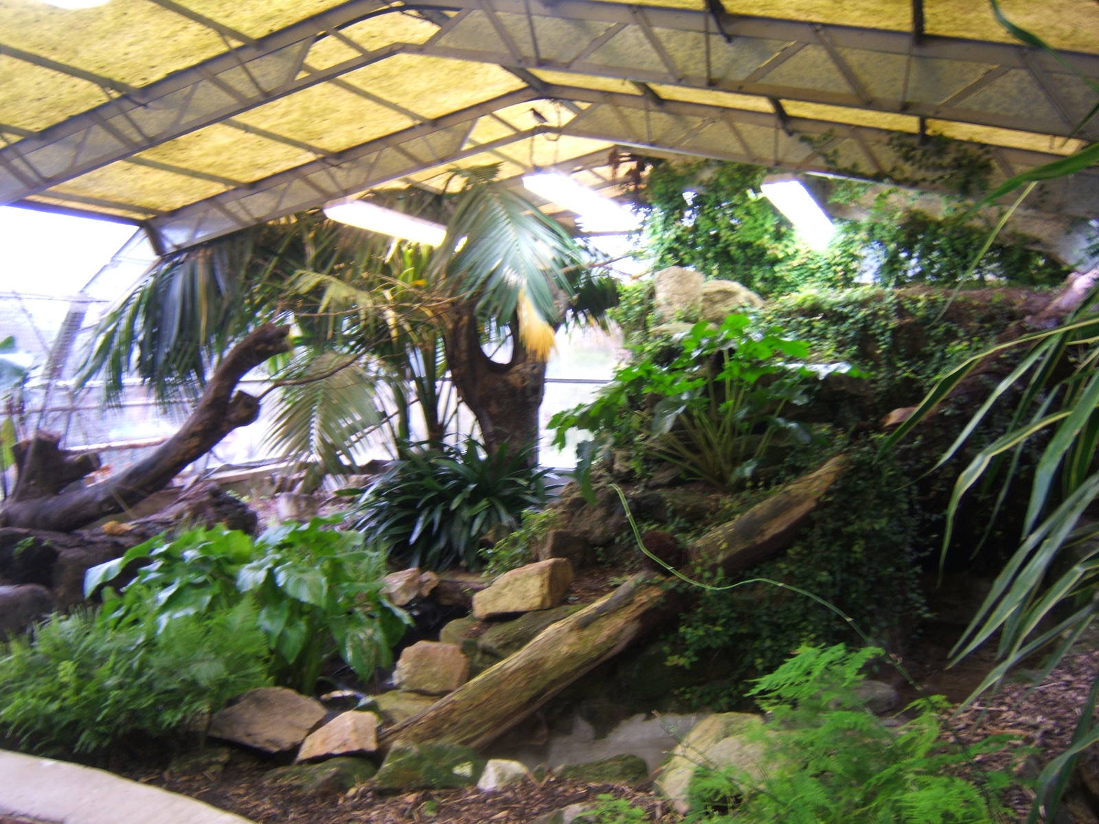 View inside free flight Aviary in Tropical House