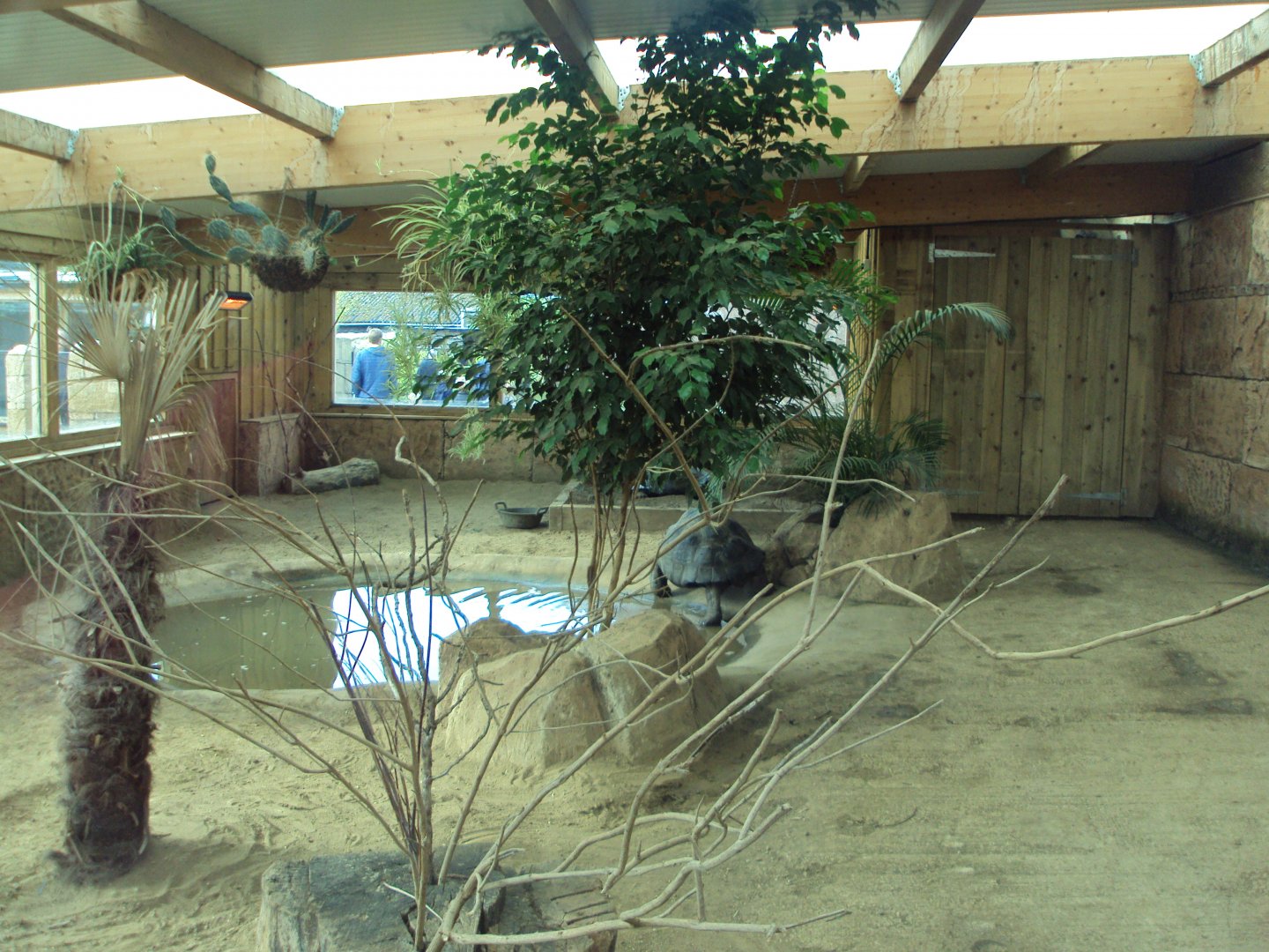 View inside Galapagos Tortoise House 31/10/2019