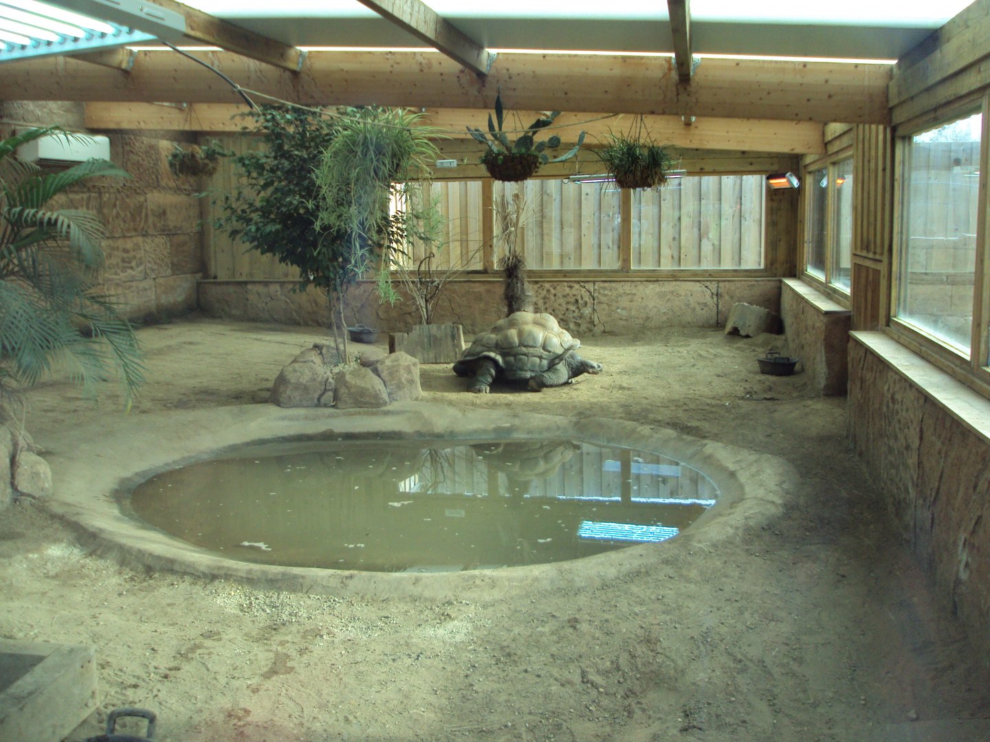 View inside Galapagos Tortoise House 31/10/2019