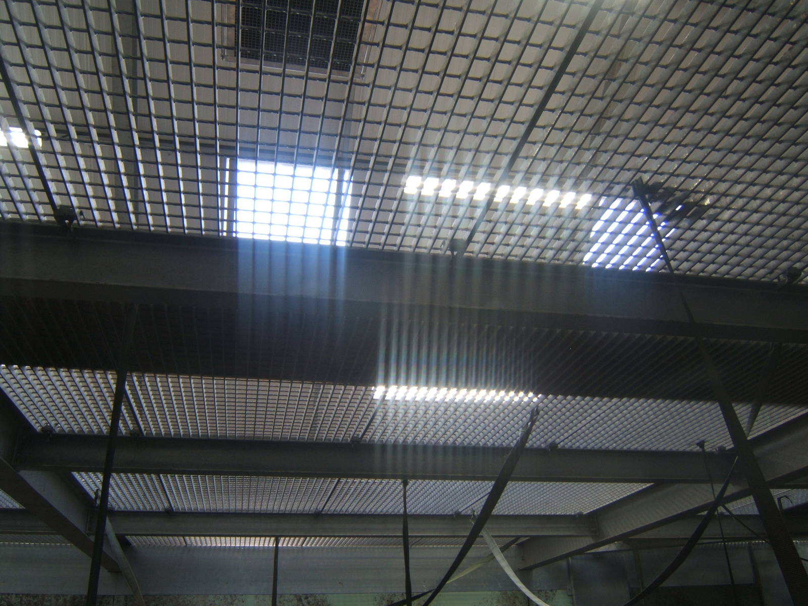 View inside Gibbon Forest