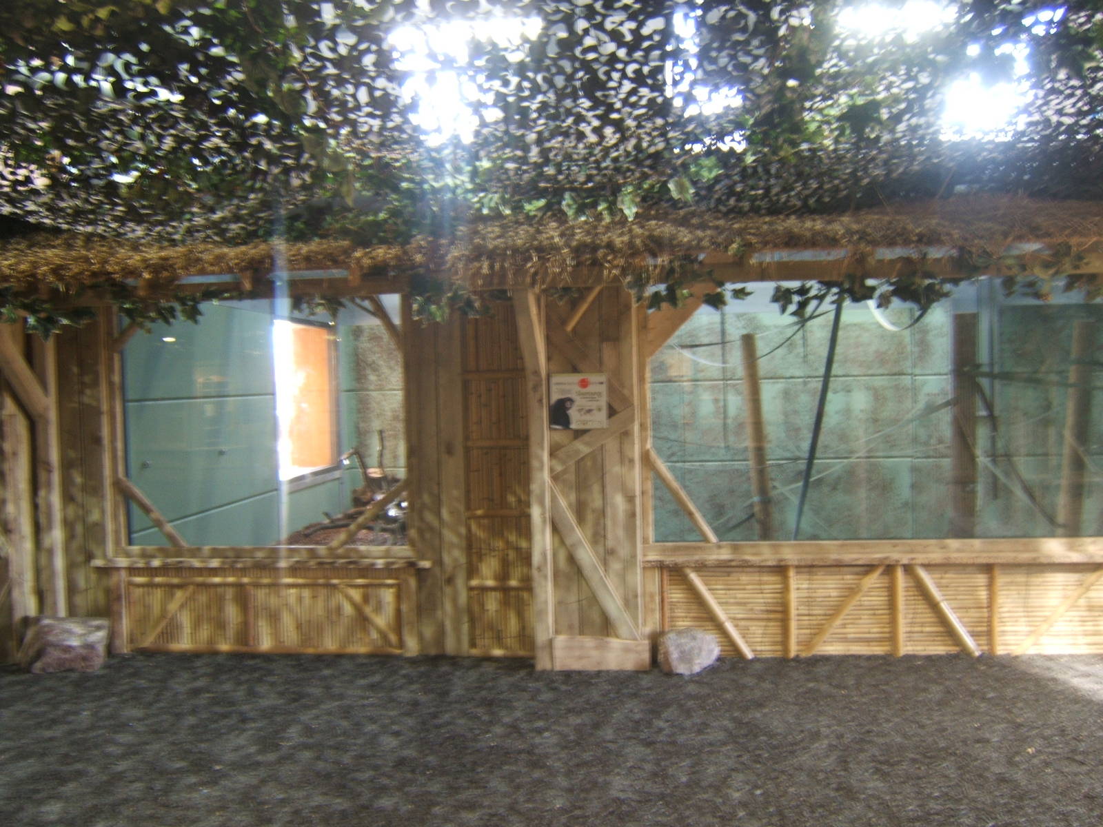 View inside Gibbon Forest