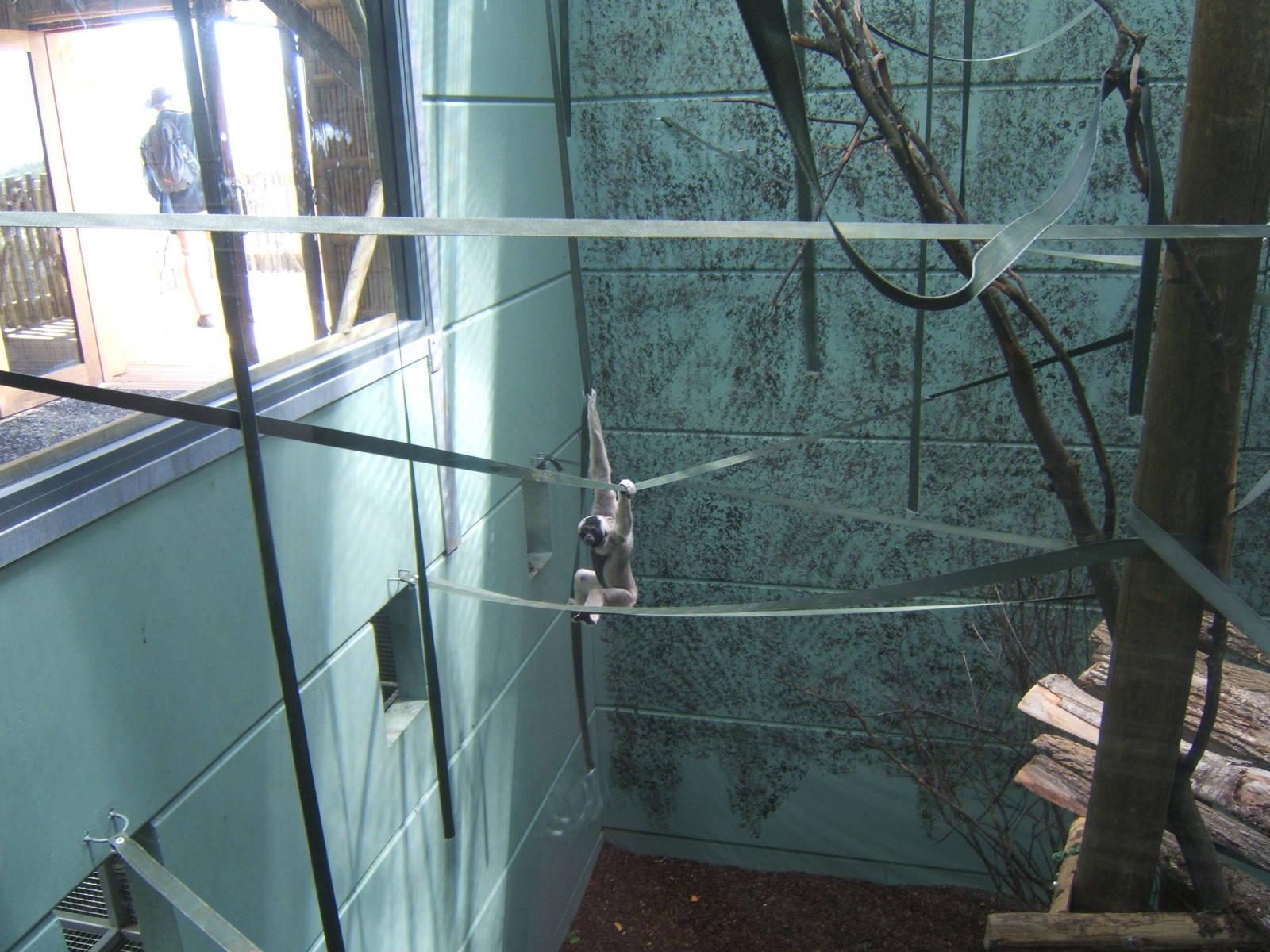 View inside Gibbon Forest