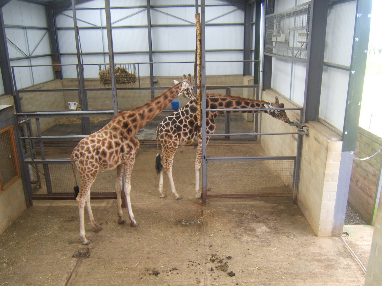 View inside Giraffe House