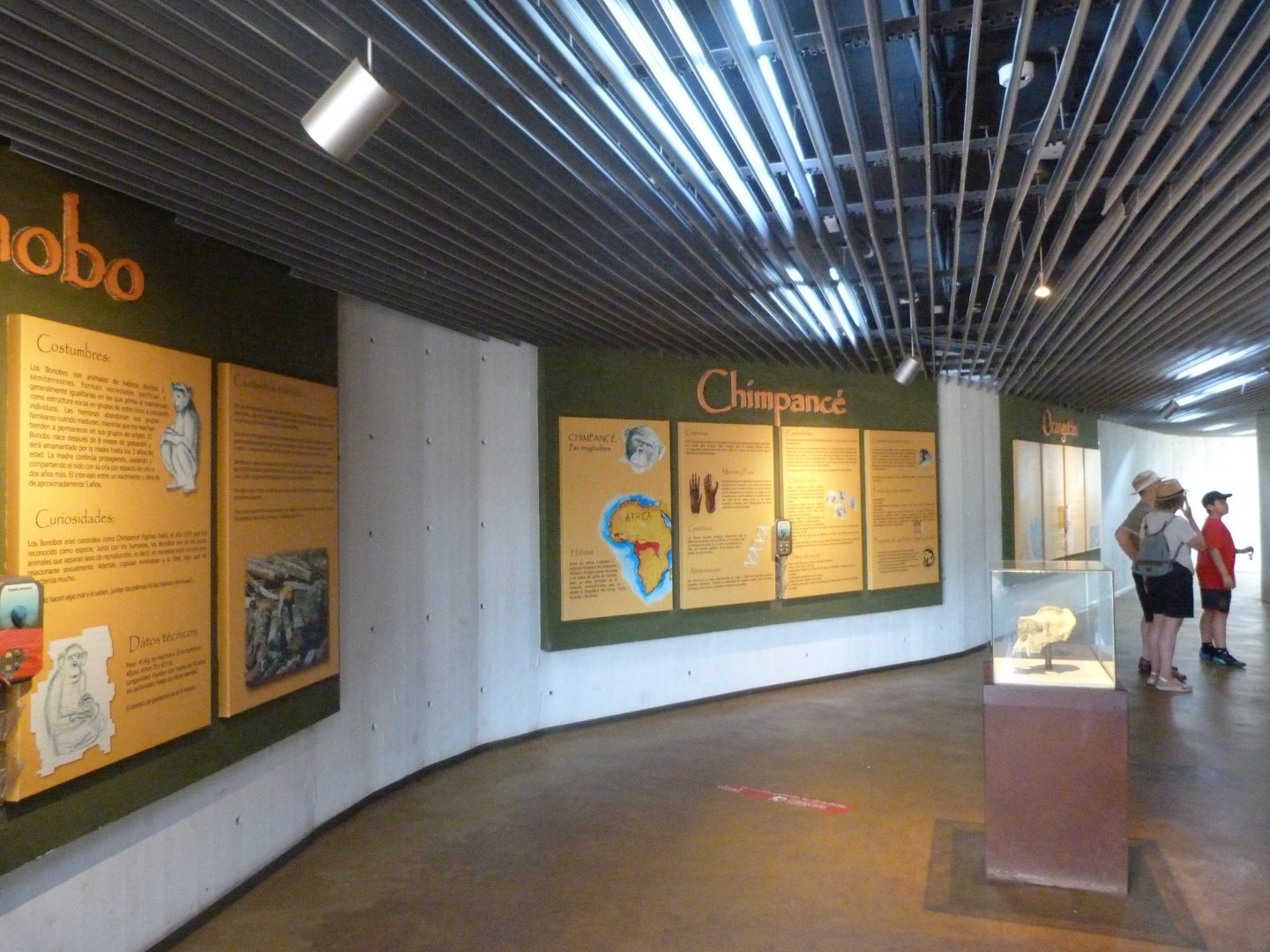 View inside gorilla house -Parque de la Naturaleza de Cabárceno (2025)