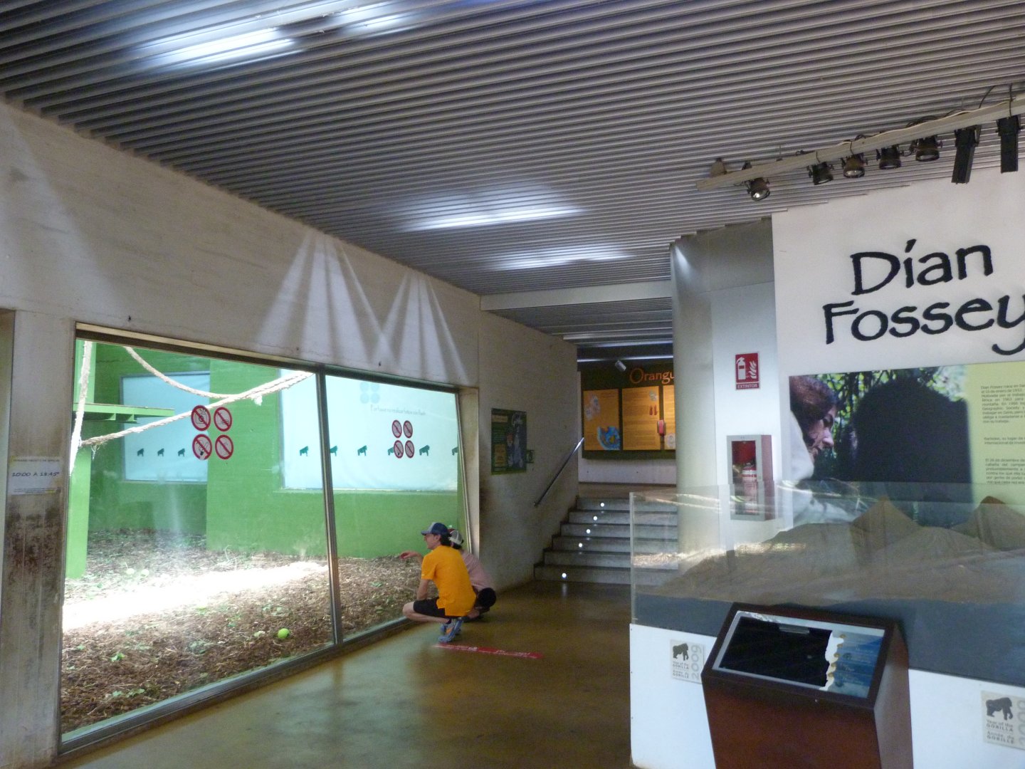 View inside gorilla house -Parque de la Naturaleza de Cabárceno (2025)