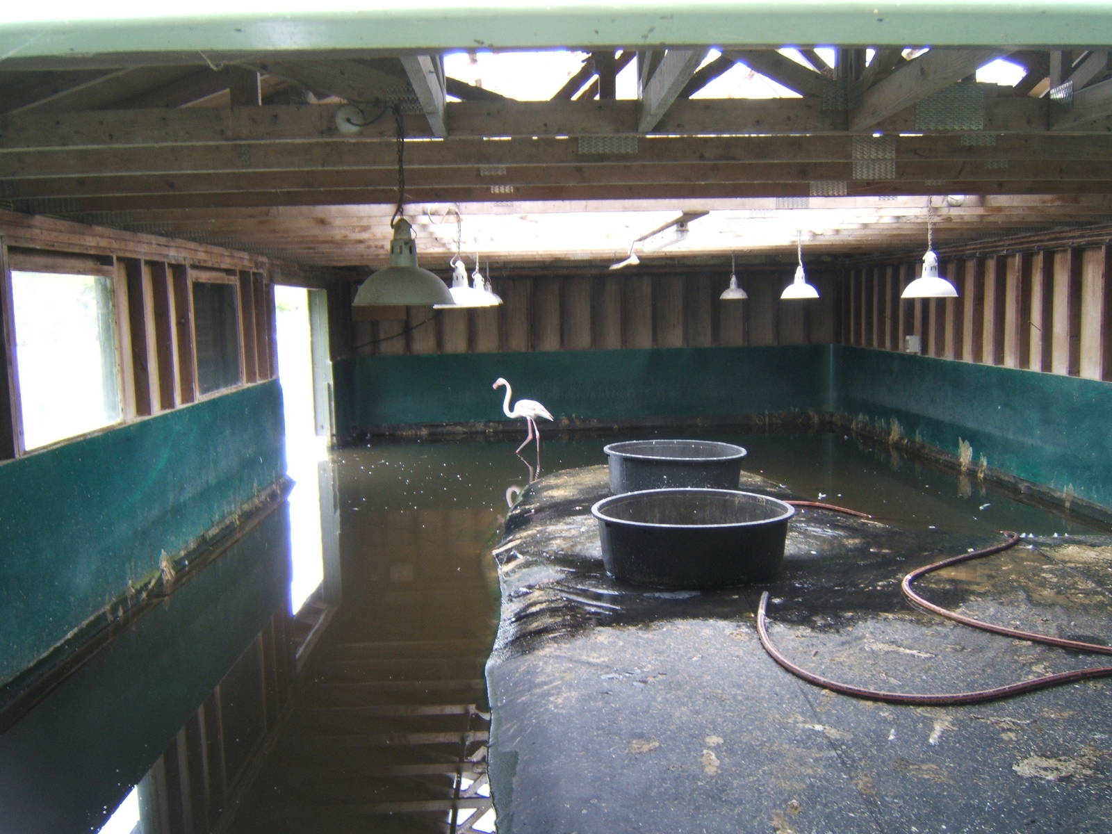 View inside Greater Flamingo House