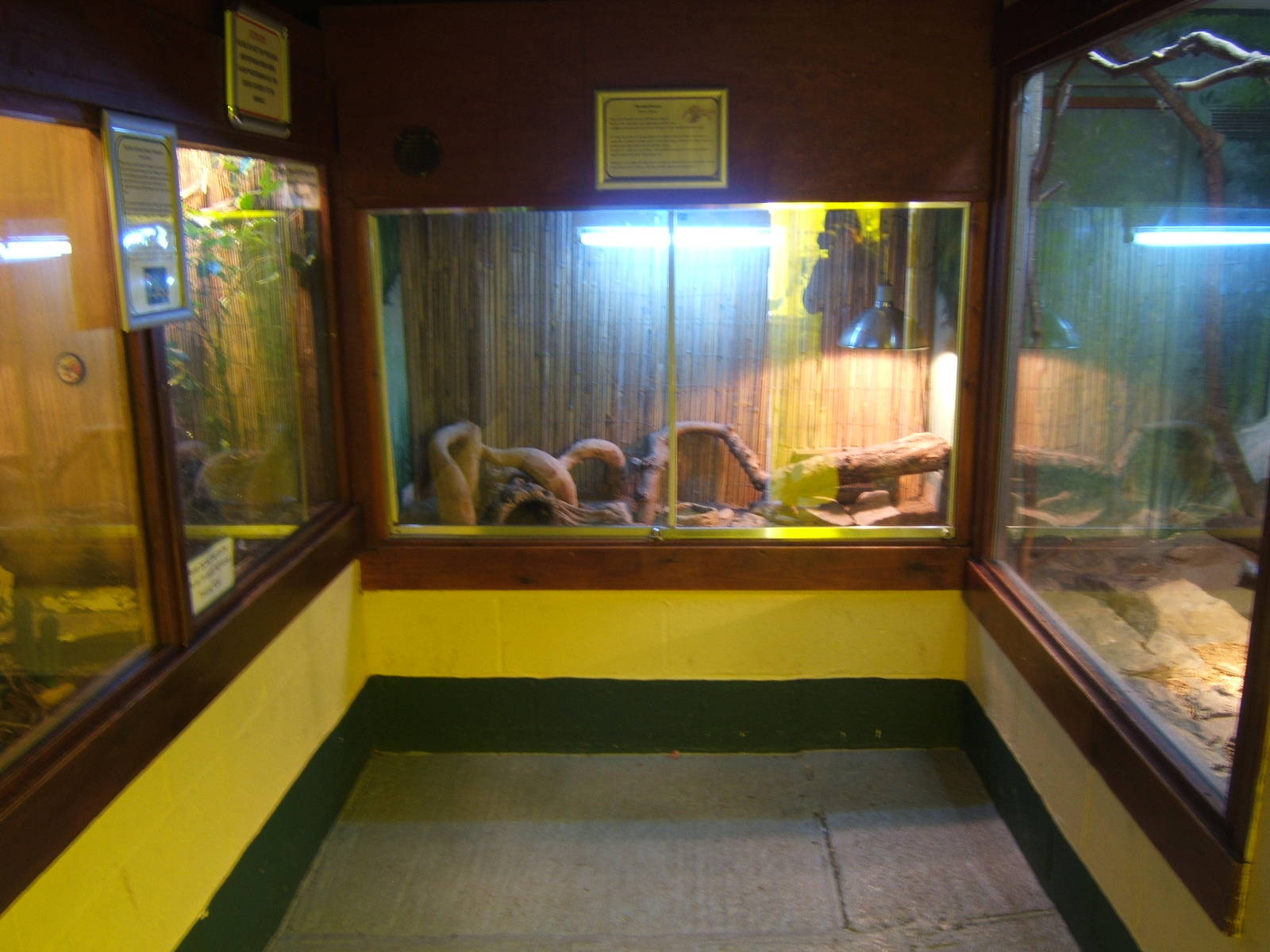 View inside Lizard room