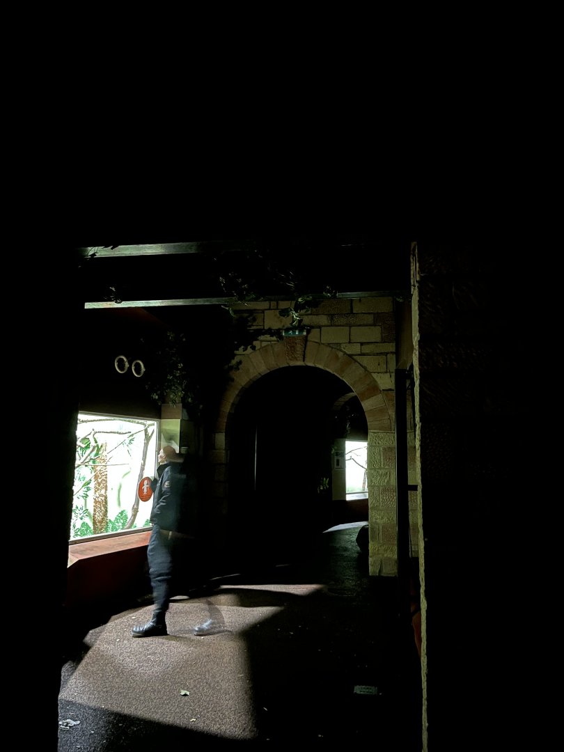 View inside magic forest at night 29.10.23