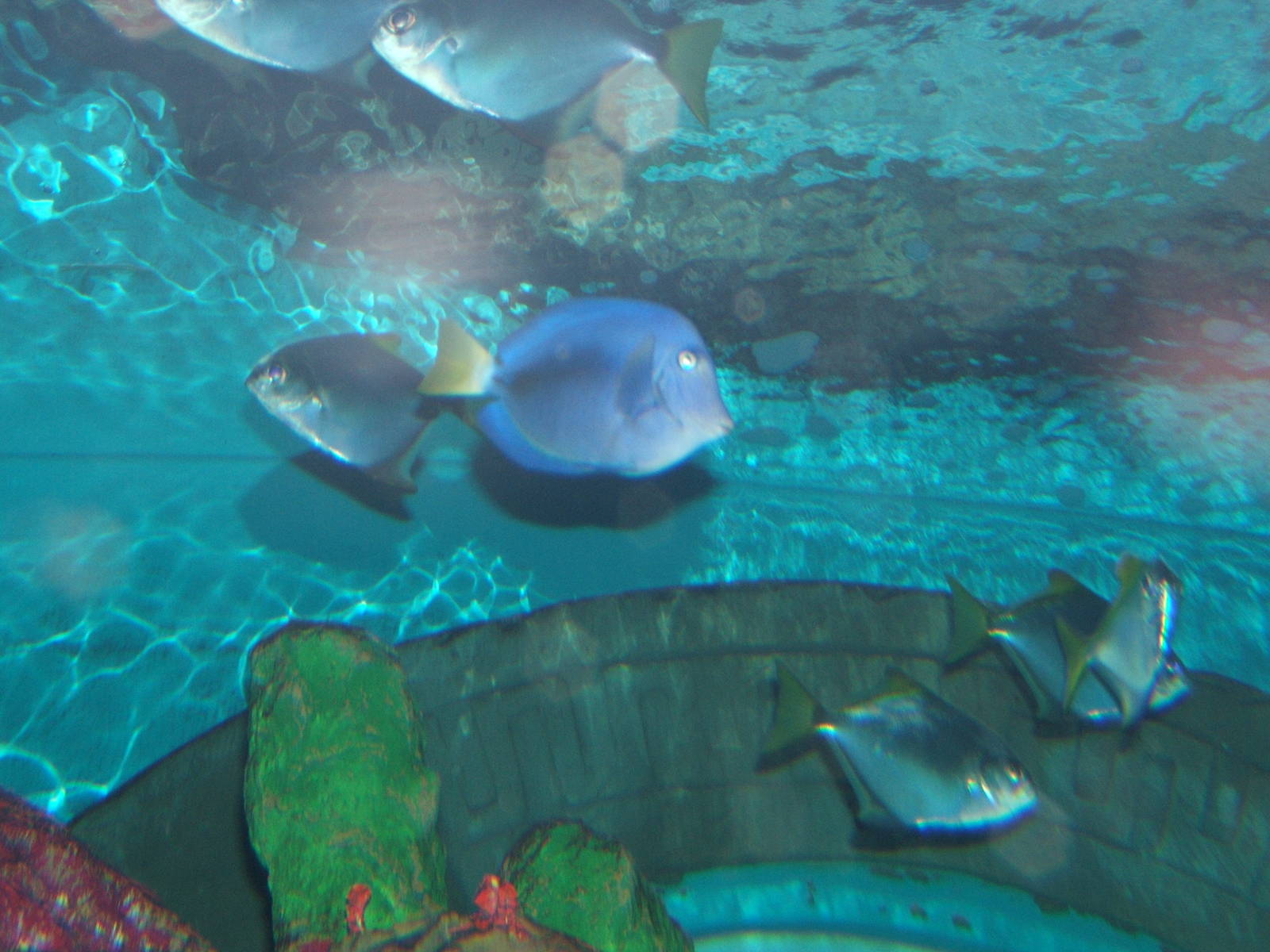 View inside main tropical tank