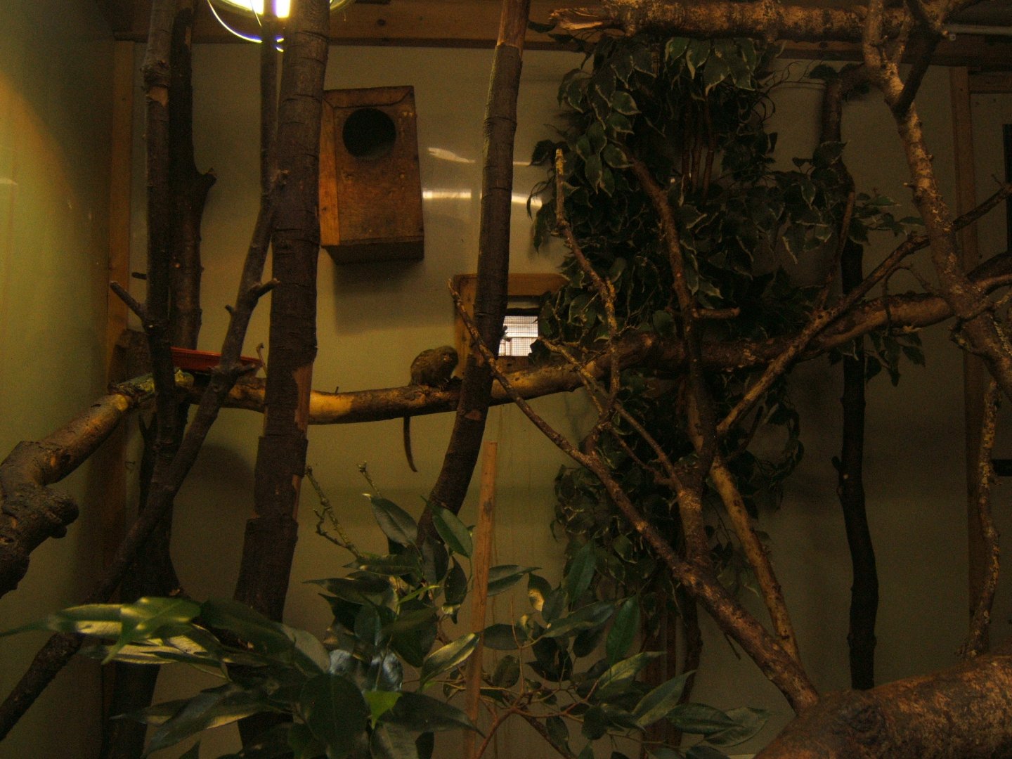 View inside Marmoset and Tamarin housing 30/07/2017