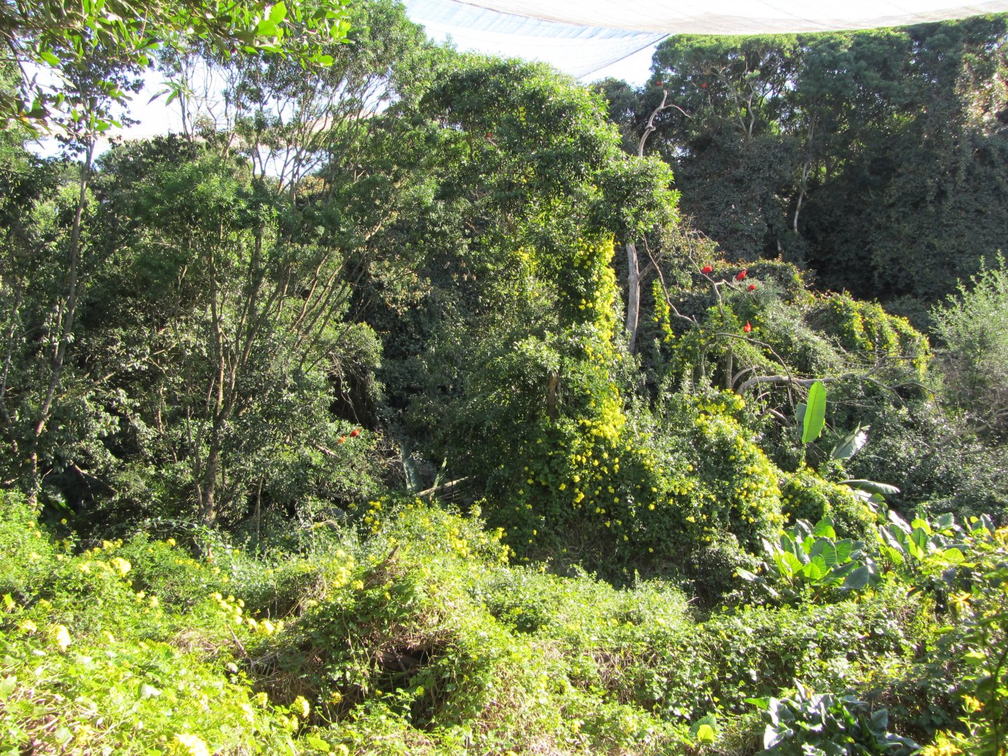 View Inside Massive Walk-through Aviary