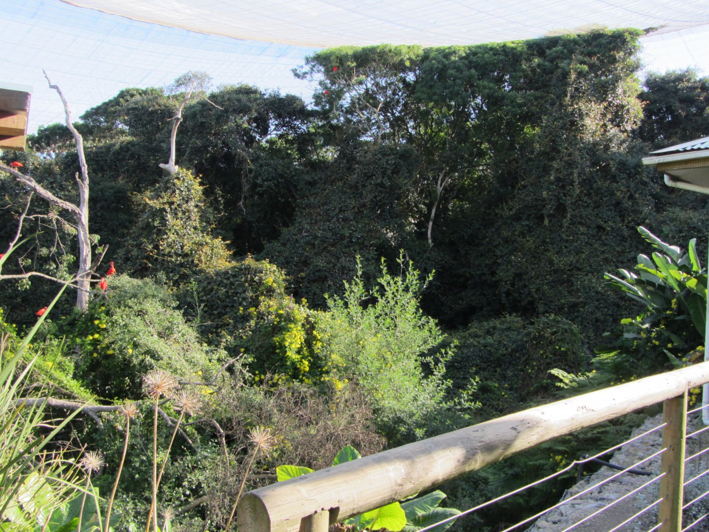 View Inside Massive Walk-through Aviary