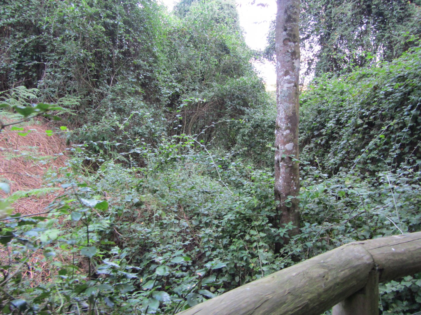 View Inside Massive Walk-through Aviary