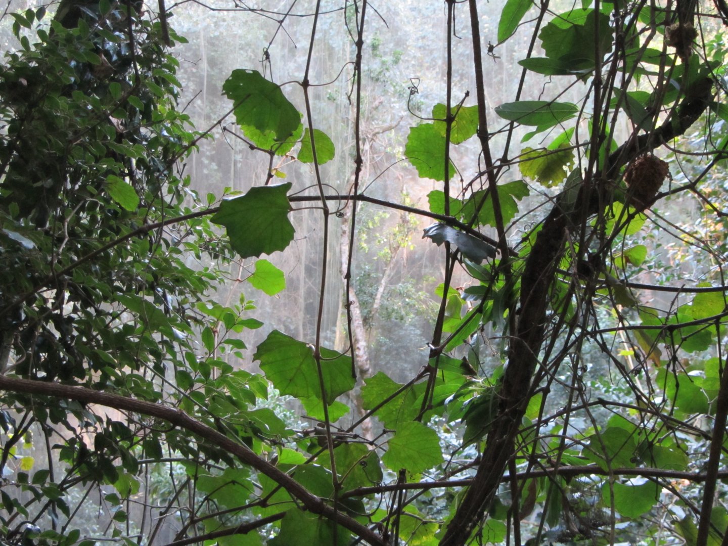 View Inside Massive Walk-through Aviary