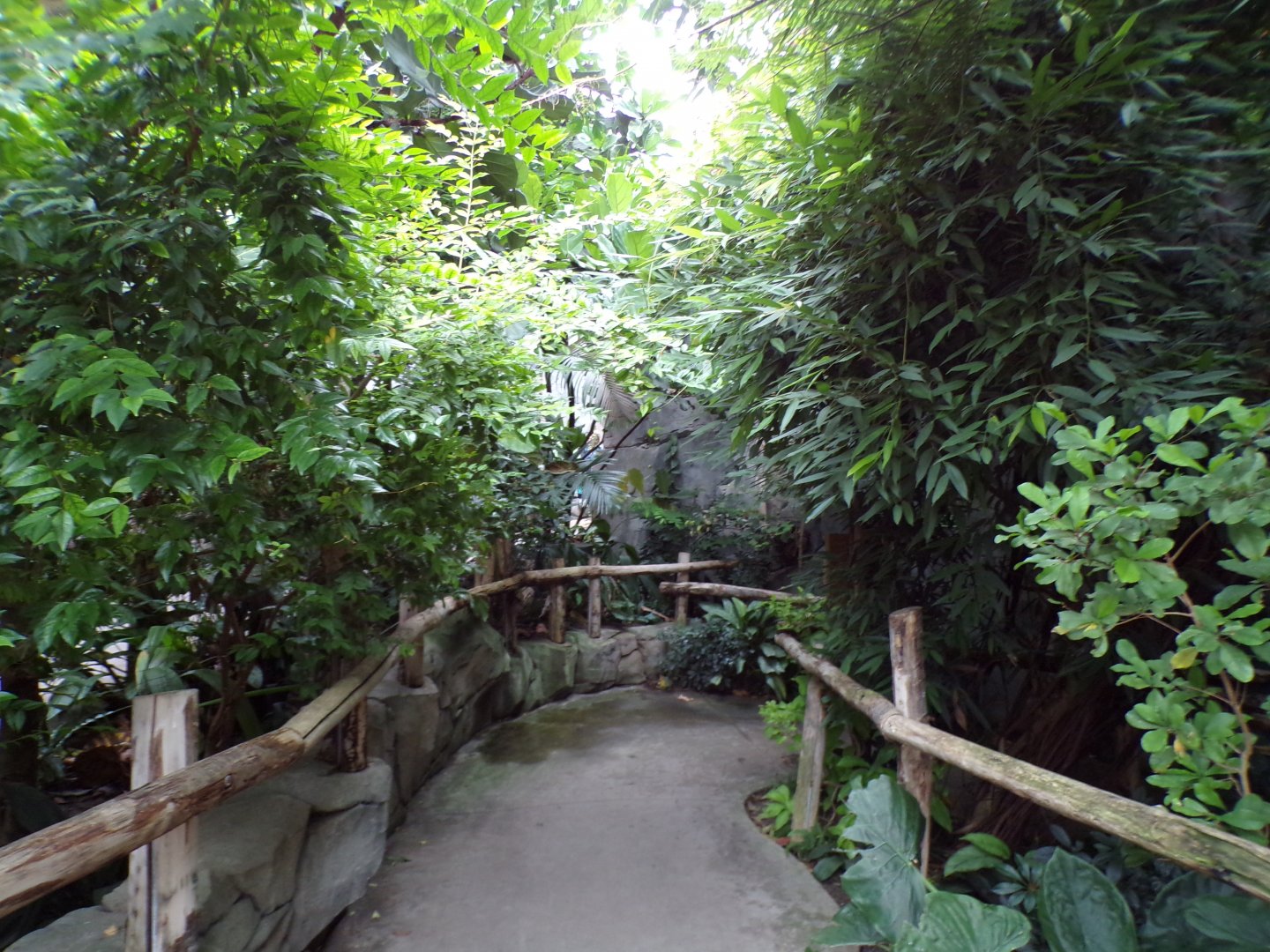 View inside Monsoon forest 29.6.24