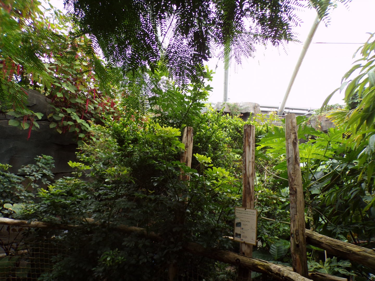 View inside Monsoon Forest 29.6.24