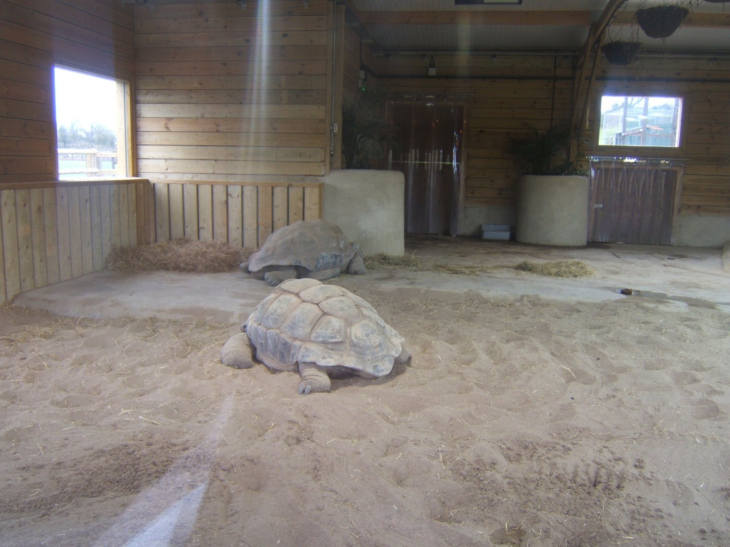 View inside new Giant Tortoise House 03/02/2018