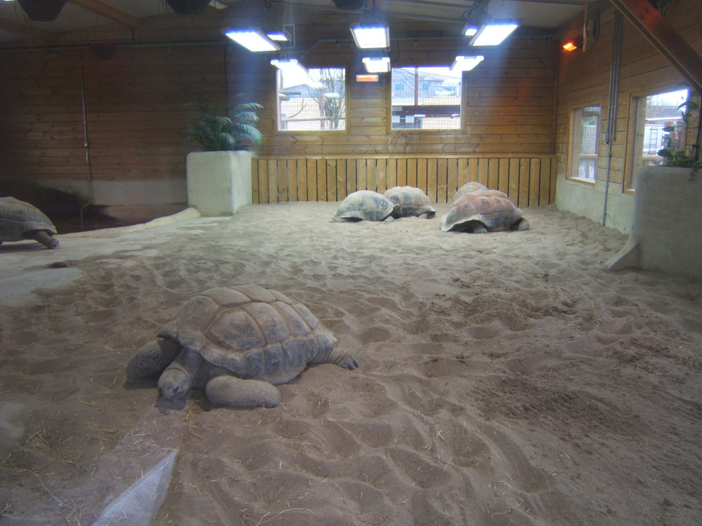 View inside new Giant Tortoise House 03/02/2018