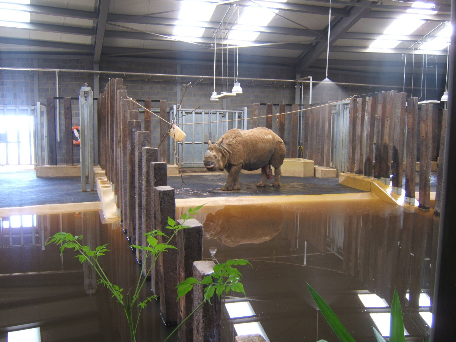 View inside new Indian Rhino House