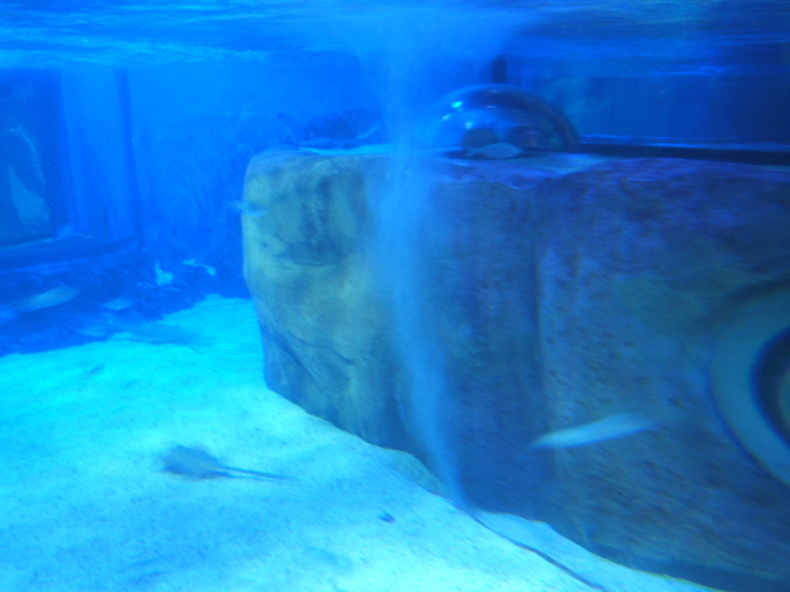 View inside new Tropical Ray tank