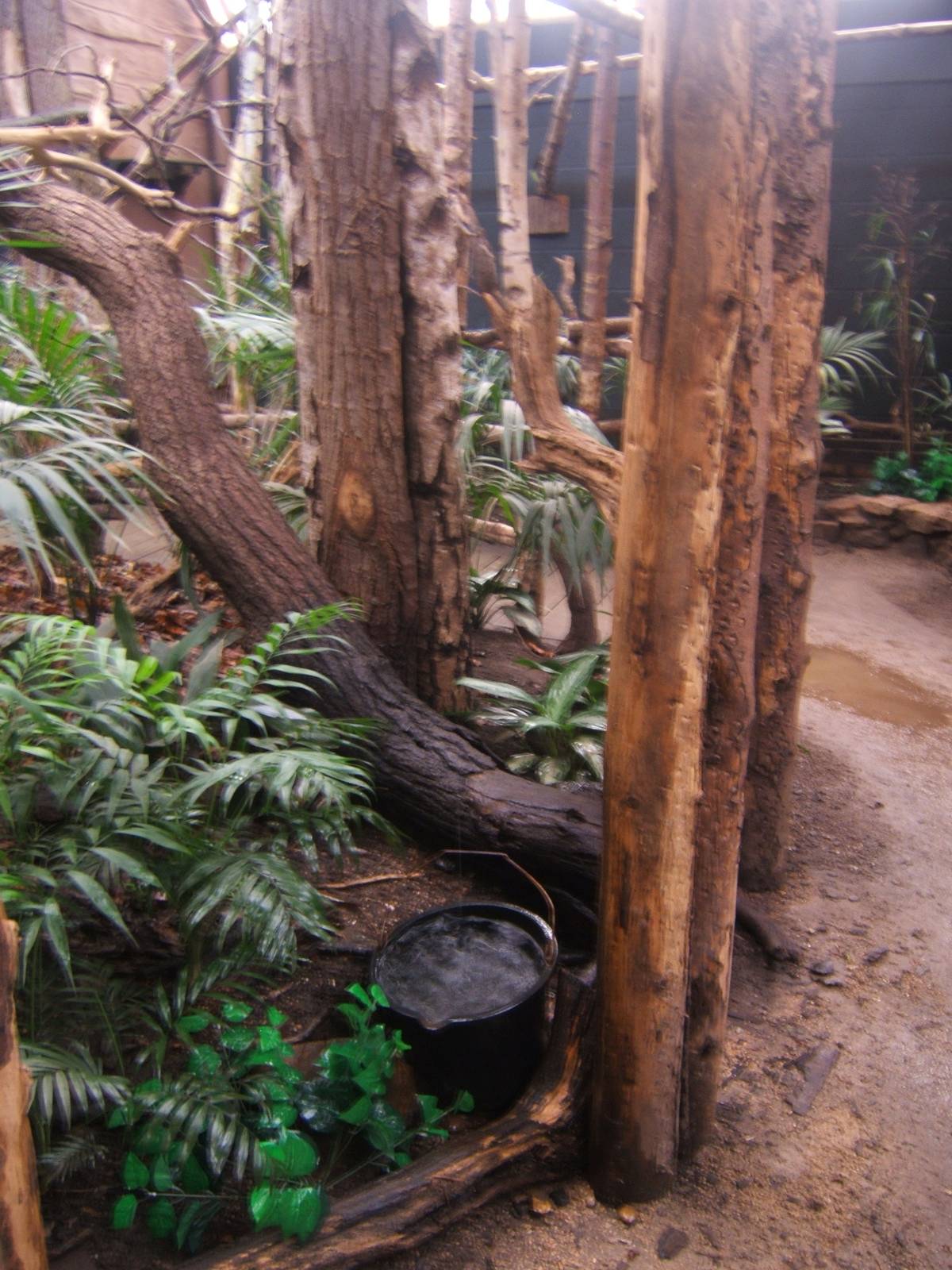 View inside of a slight water leak in the Tropical House