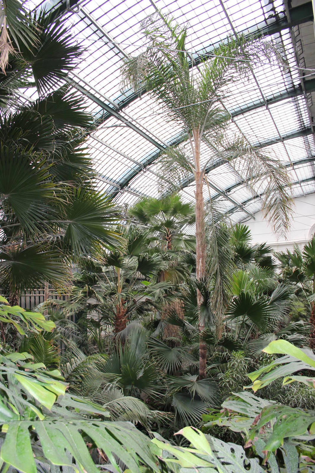 View inside palm house