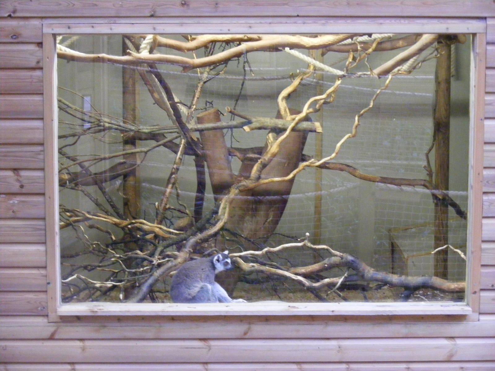 View inside part of ring-tailed lemur house at Shaldon Zoo, 28 December 201
