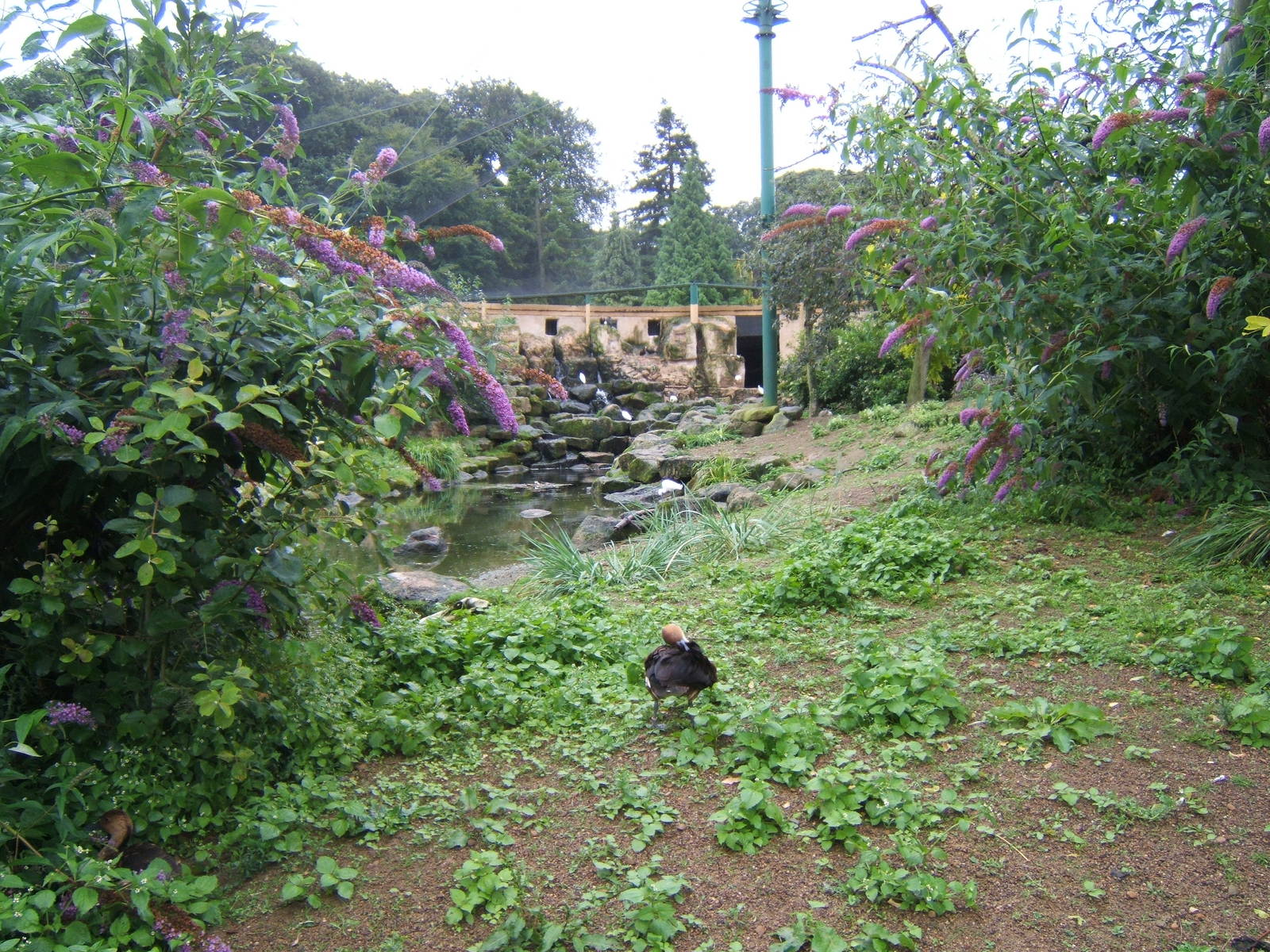 View inside the African Aviary