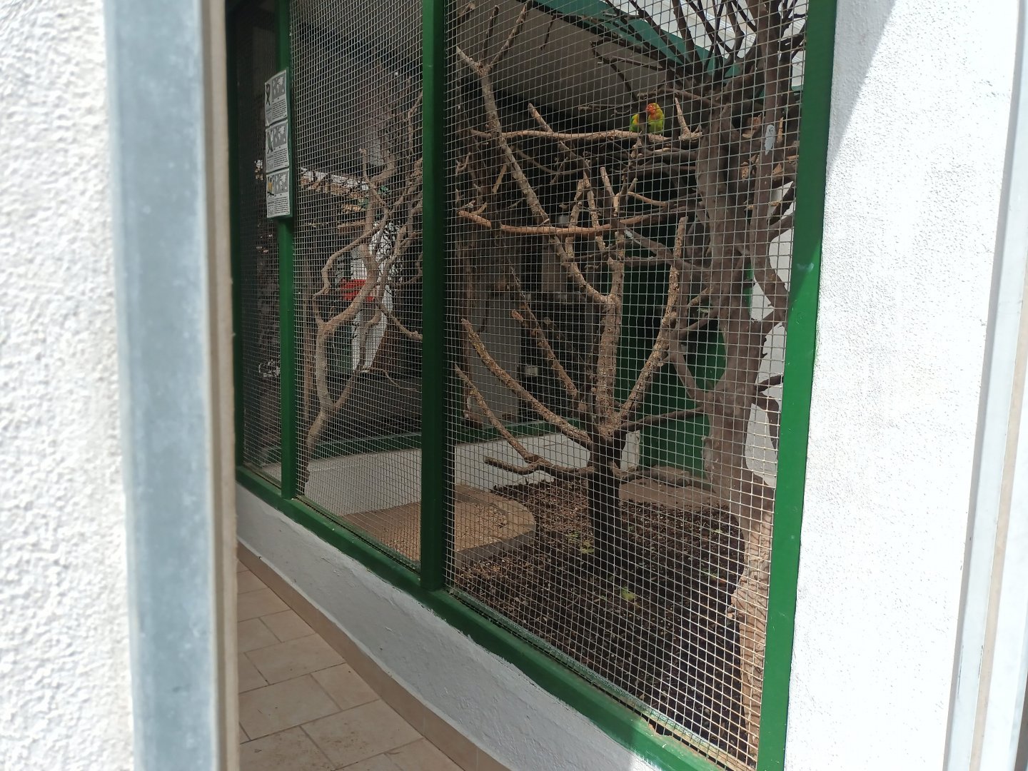 View inside the Bird House and Fishers Lovebird Aviary
