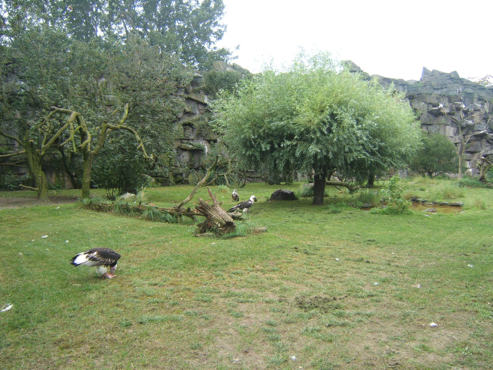View inside the Bird of Prey Aviary