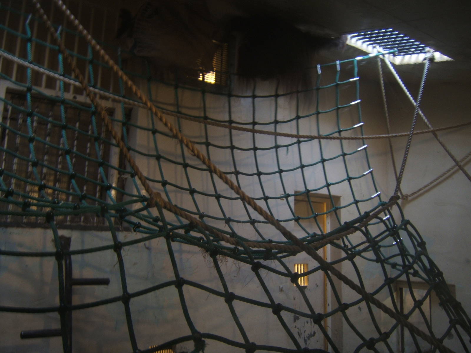 View inside the Bornean Orang Utan