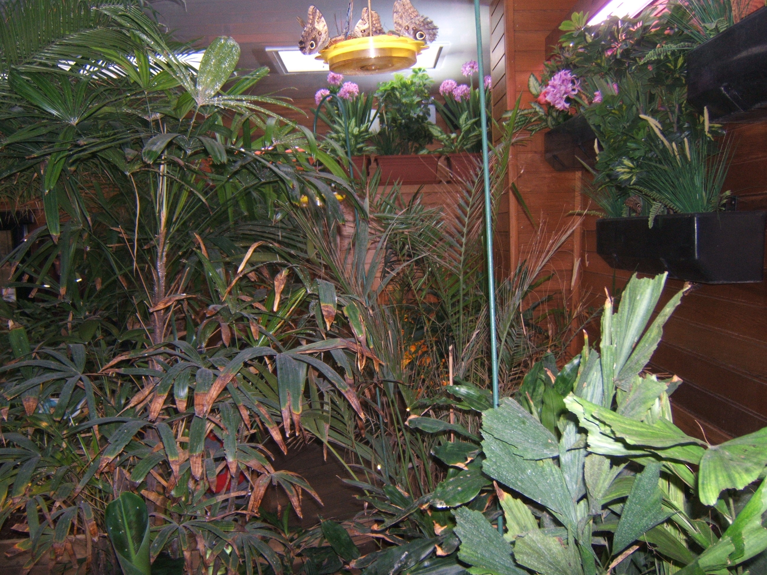 View inside the Butterfly House