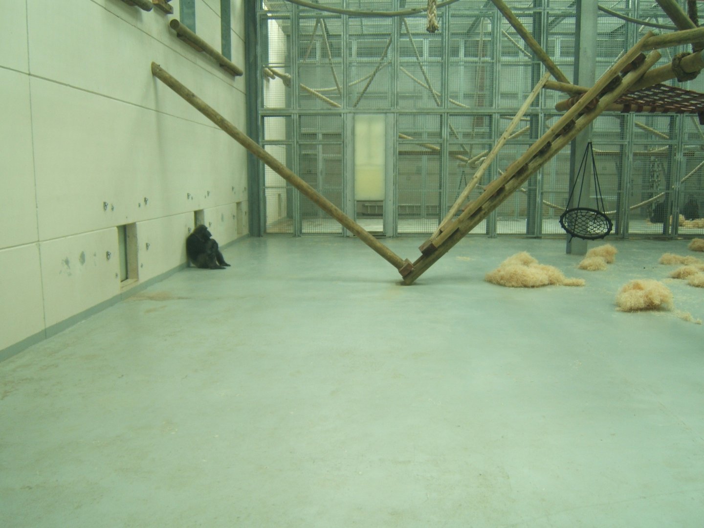 View inside the Chimp House 27/08/2017